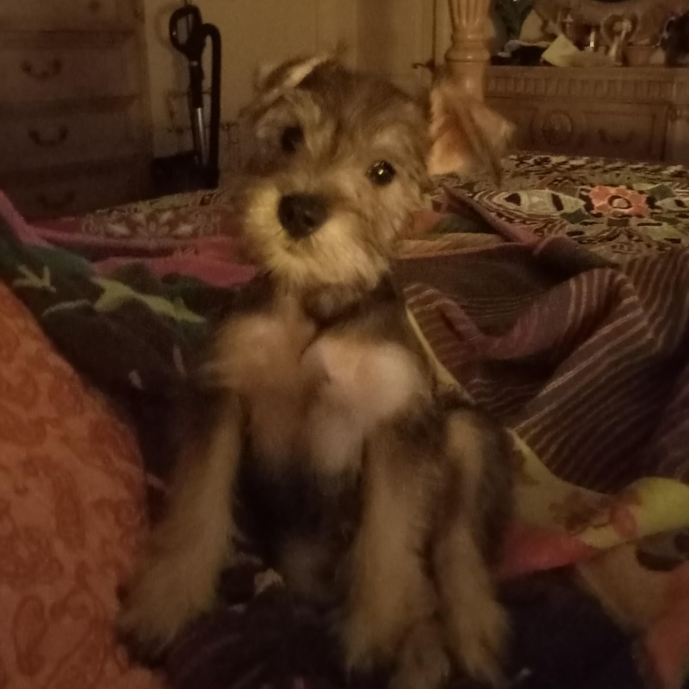 Meet your Posher, Dondi